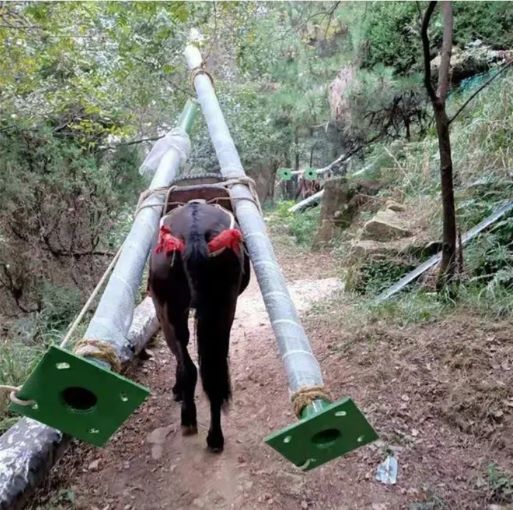 龙岩骡马运输队