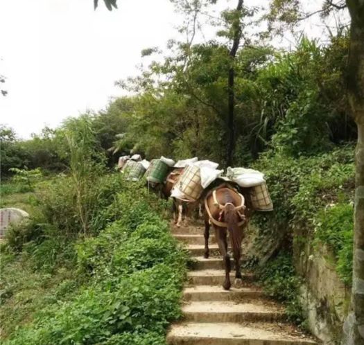 龙岩山区马帮运输