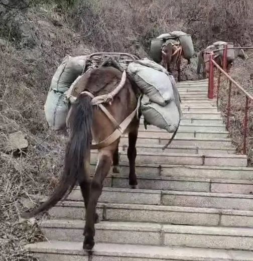 龙岩骡马运输