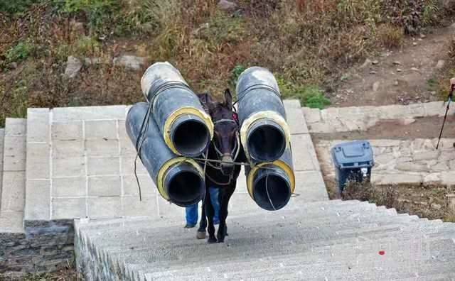 龙岩马帮运输
