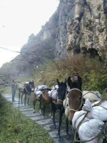 龙岩骡子运输队